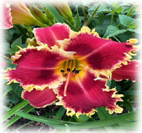 photo of an iris